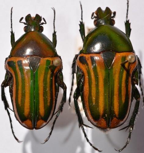 Coptomia mauritiana